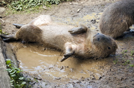 capybara on muddy bank