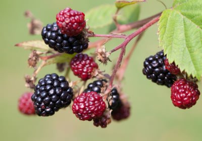 ripening blackberries