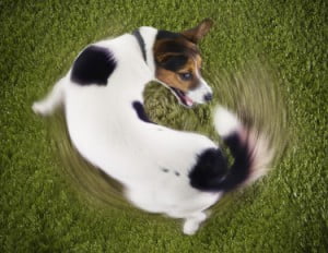Jack Russell chasing tail