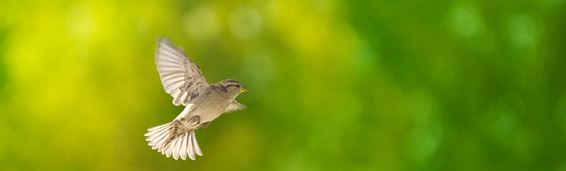 sparrow in flight