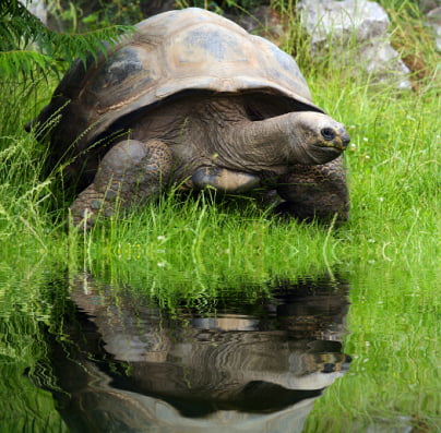 reflective tortoise
