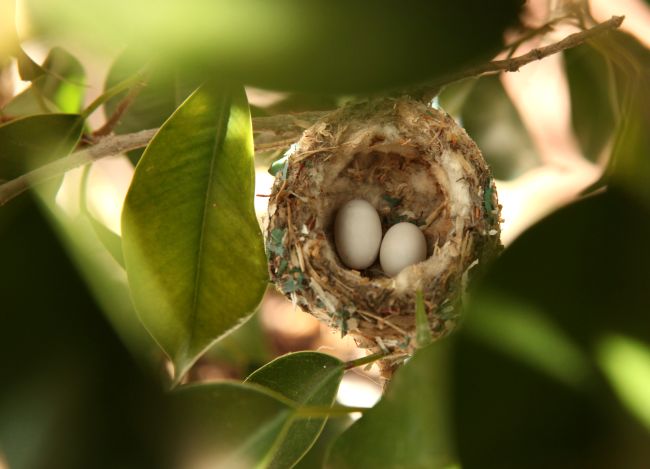 2 hummingbird eggs in nest