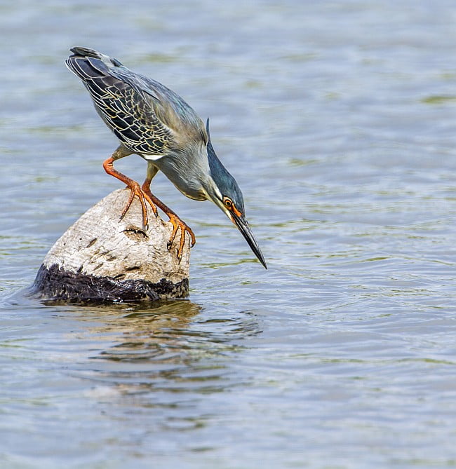 Green-backed heron