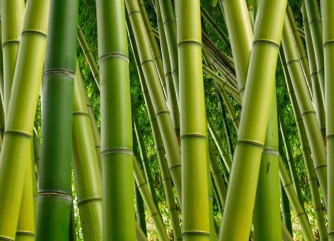 bamboo segments