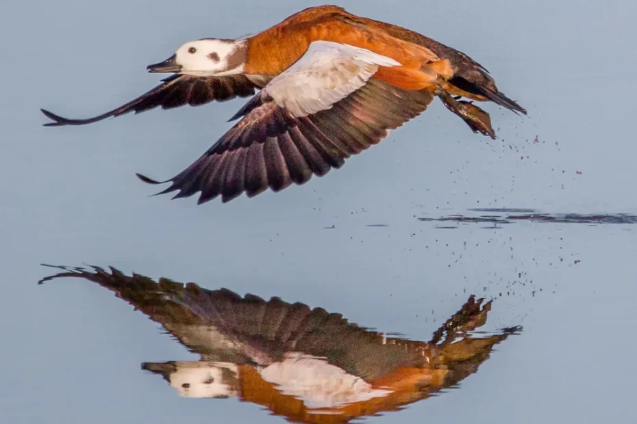 shelduck in flight, reflected in a lake