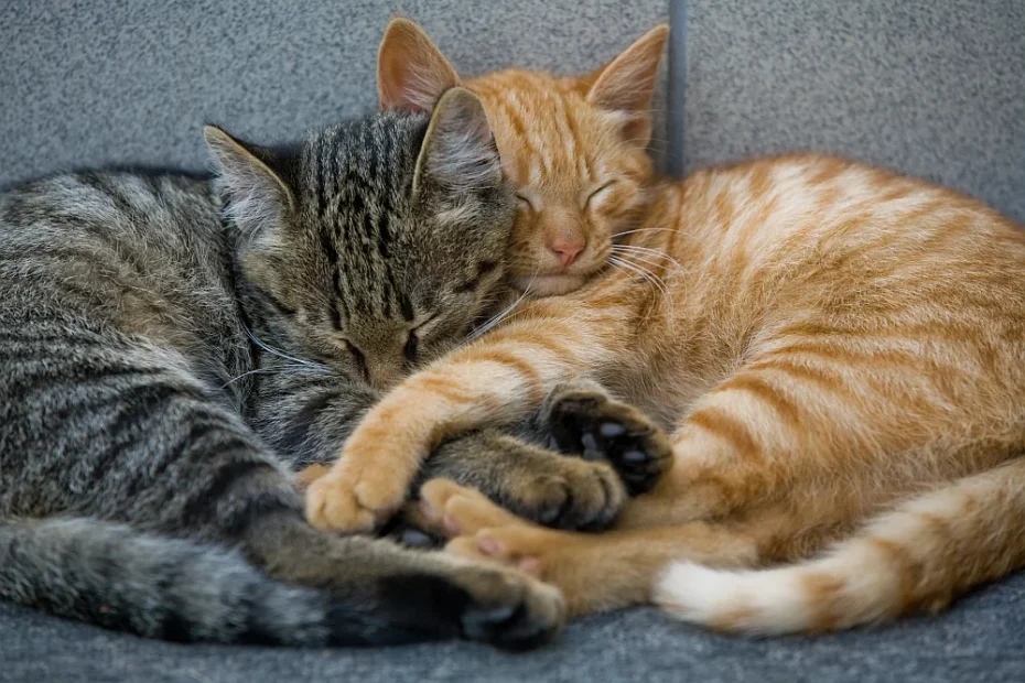 two cats cuddled together