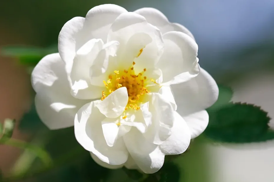 simple white rose