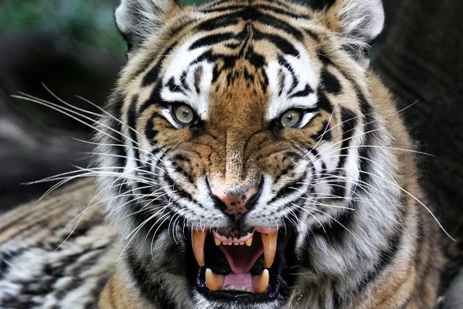 close-up of the face and teeth of an angry tiger