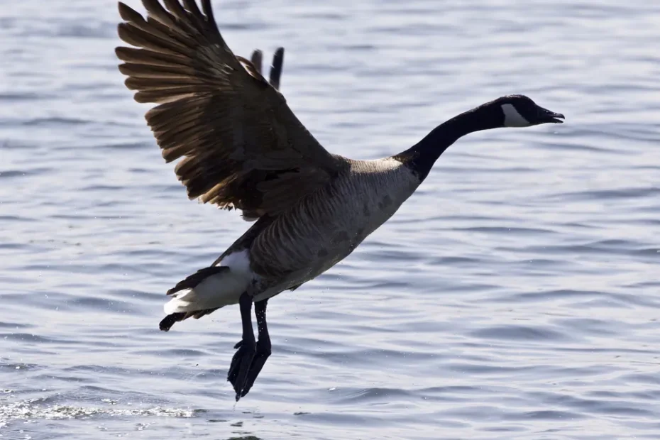 ungainly goose taking flight