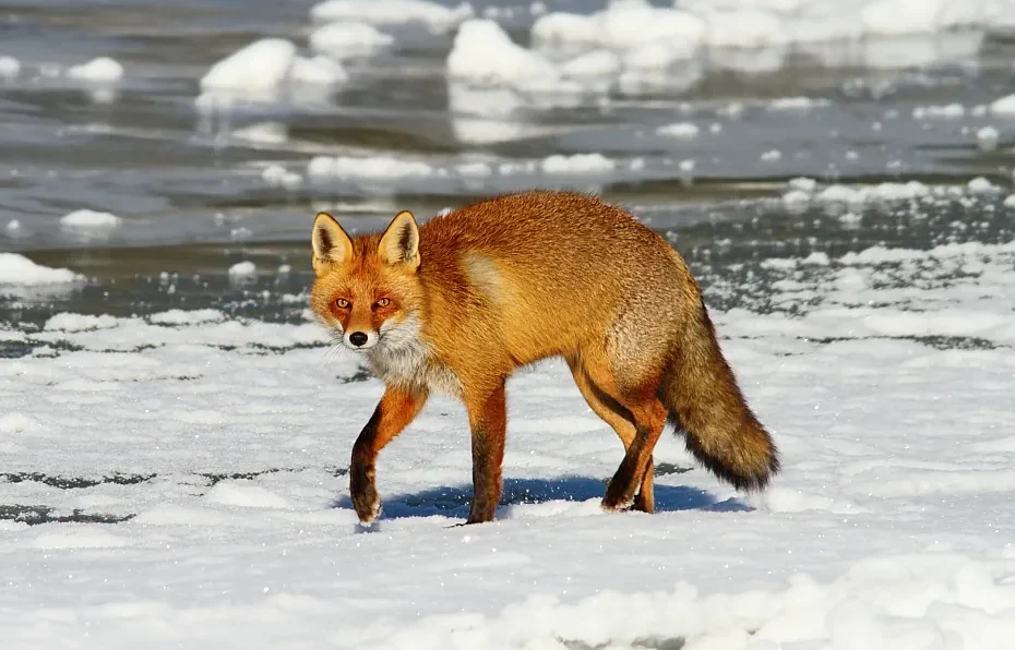 fox on ice